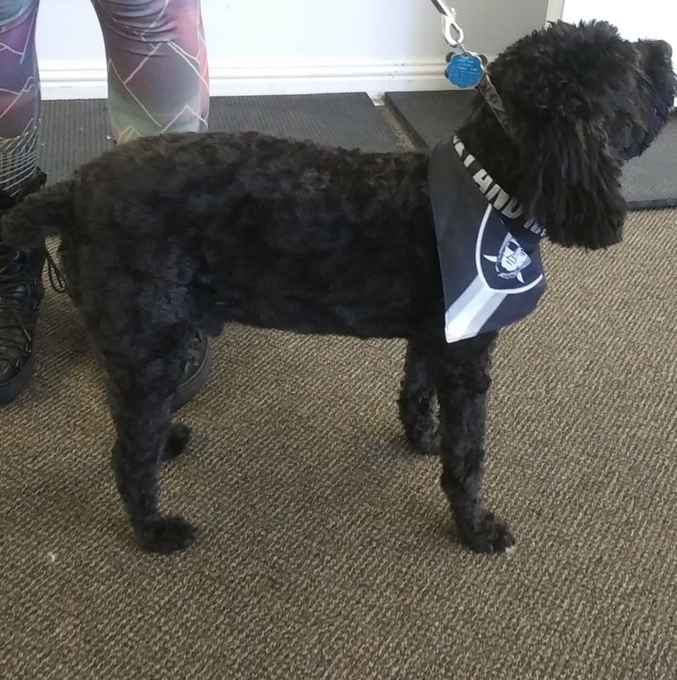 Gallery Bath, Brush and Beyond Grooming