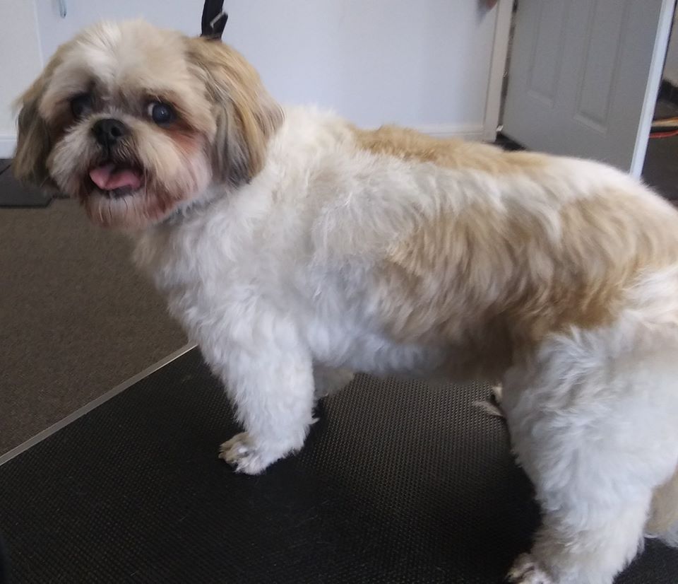 Gallery Bath, Brush and Beyond Grooming