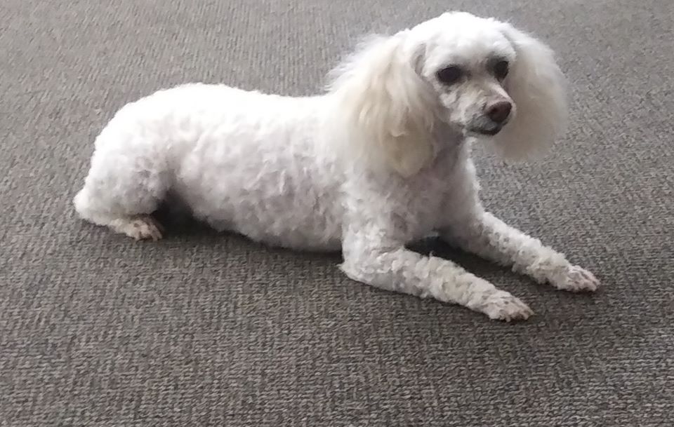 Gallery Bath, Brush and Beyond Grooming