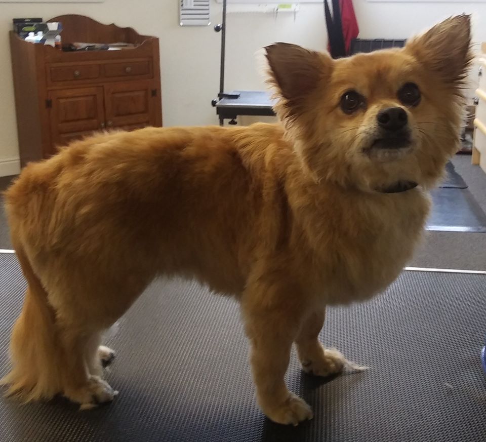 Gallery Bath, Brush and Beyond Grooming