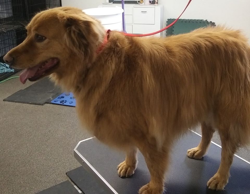 Gallery Bath, Brush and Beyond Grooming