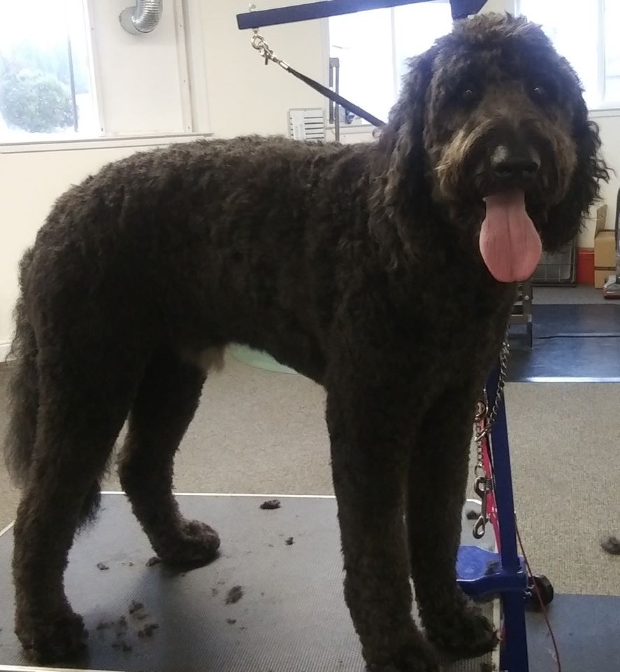 Gallery Bath, Brush and Beyond Grooming