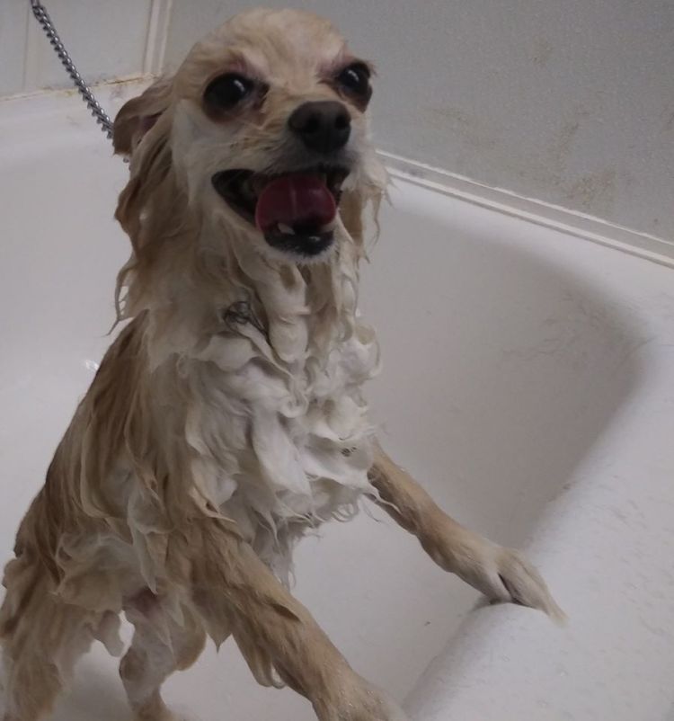 Gallery Bath, Brush and Beyond Grooming